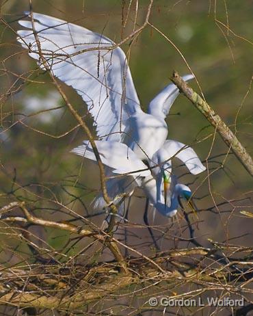 Breeding Egrets_45556.jpg - Great Egret (Ardea alba)Photographed at Lake Martin near Breaux Bridge, Louisiana, USA.